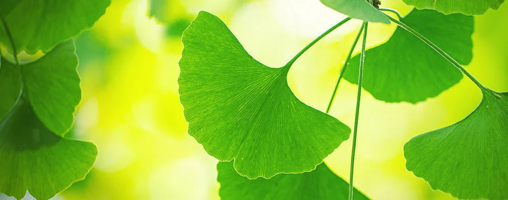 Ginkgo biloba extract Ginkgo biloba extract